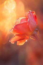 Delicate rose in the morning light by Poster Art Shop
