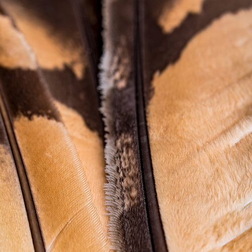 Plumes de hibou