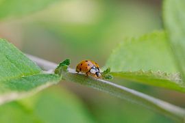 Ladybug on its way
