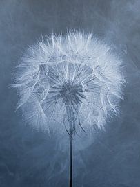 Blaue Ruhe – Moderner botanischer Morgenstern in Blau von Marjolijn van den Berg