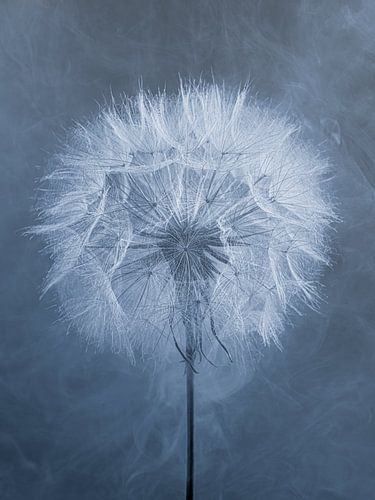 Blauwe rust - Moderne botanische Morgenster in blauw