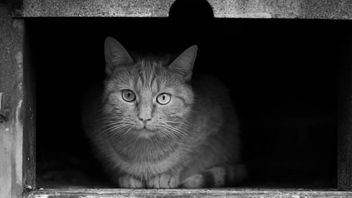 Katze im Dunkeln