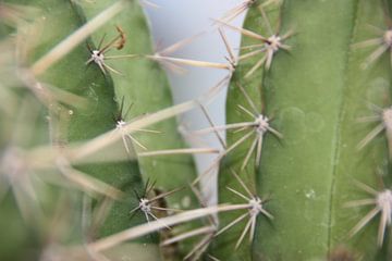 Cactus van Floor Singelenberg