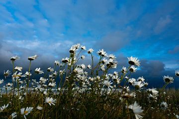 Wild daisies in the wind by Niek