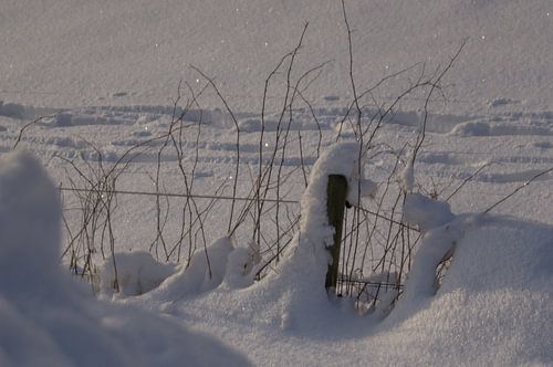 Hek in de sneeuw