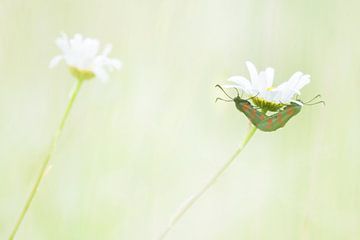 De Sint-jansvlinder van Danny Slijfer Natuurfotografie