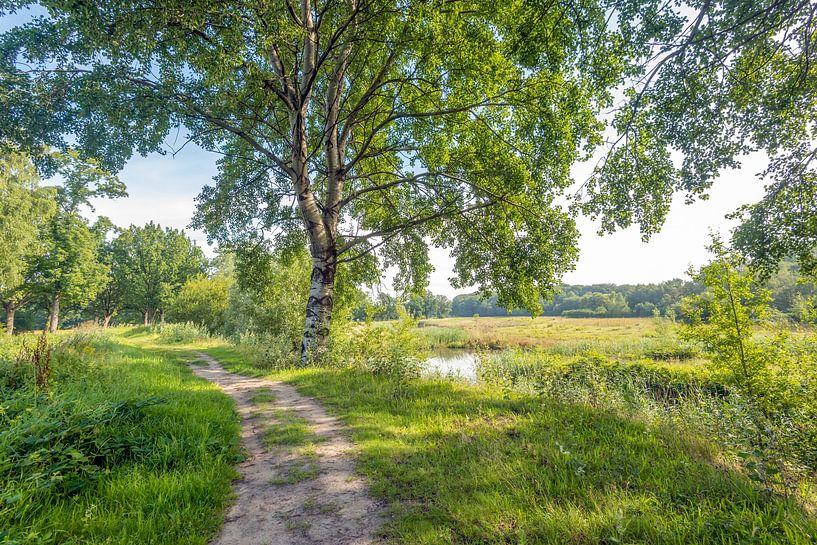 Idyllic landscape on the edge of a Dutch forest by Ruud Morijn