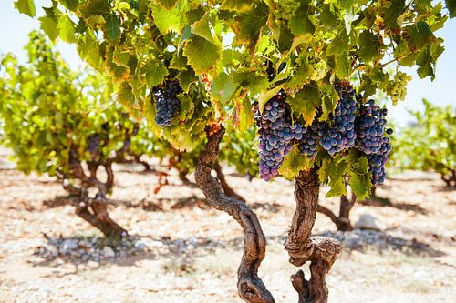 Wijnrank in Frankrijk