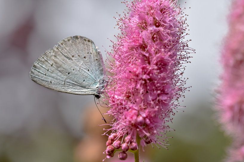 Butterfly on pink flower by Kim de Been