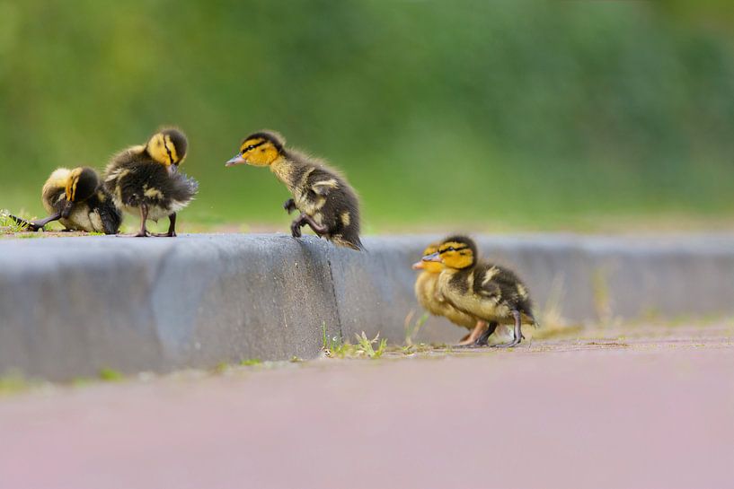 Bébé canard qui saute par Remco Van Daalen