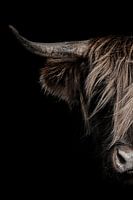Portret schotse hooglander met donkere achtergrond