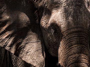 Elephants close up by Marry Fermont