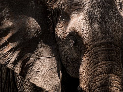 Éléphants en gros plan sur Marry Fermont