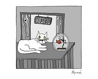 Poes kijkt naar goudvis