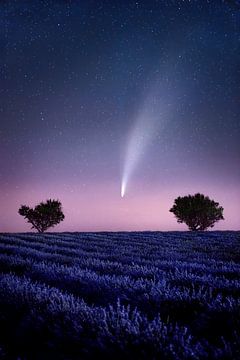 Comet Neowise c/2020 F3 in the lavender field in Provence, France.