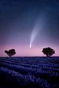 Komeet Neowise c/2020 F3 in het lavendelveld in de Provence, Frankrijk. van Voss Fine Art Fotografie thumbnail
