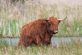 Schotse hooglanders als grote grazers in Nederland van Merijn Loch