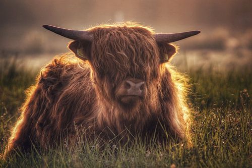 De koe met de gouden haren