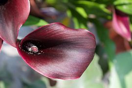 La nature, la fleur sur Alexandra Verkerk
