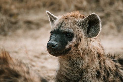 Mother hyena