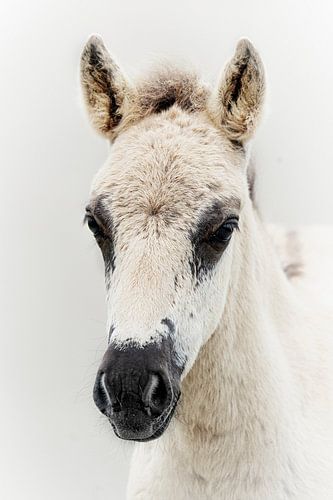 konik horse