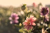 Pastel flowers