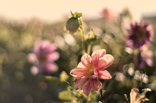 Pastel flowers