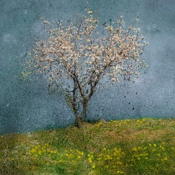 Almond tree, Jacqueline van Bijnen by 1x