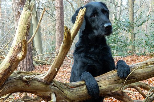 Le chien noir a l'air mignon