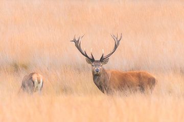 Red deer in the Veluwe 3 von Marcel de Vos