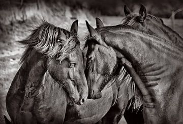 paardenliefde