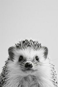Igel