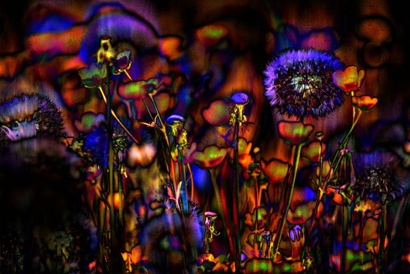 FLORA : ABSTRACT VIEW ON DANDELIONS by Photoart-Naegele