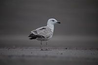 Seagull on a grey day.