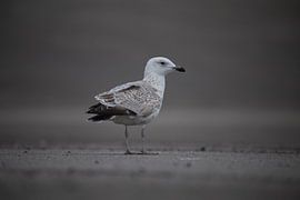 Seagull on a grey day. by Maurice van de Waarsenburg