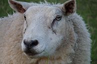 gewoon schaap van Groothuizen Foto Art thumbnail