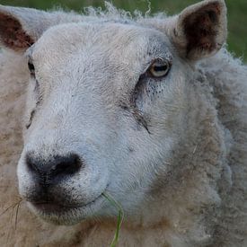 mouton schaap sur Groothuizen Foto Art