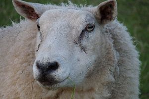 mouton schaap