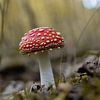 Paddenstoelen van Marieke Deinum