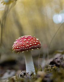 Pilze von Marieke Deinum