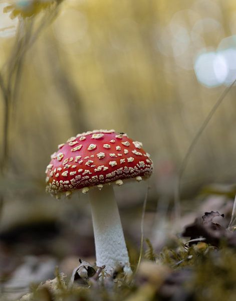 Paddenstoelen van Marieke Deinum