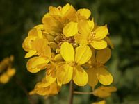Rock shield seed.