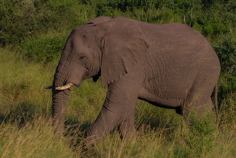 L'Afrique du Sud rusée par Wesley Klijnstra