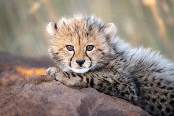Brave cheetah cub