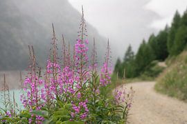 Willowherb before the rain by Marcel Hechler