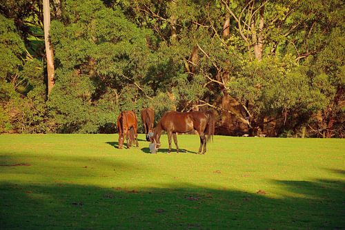 Gouden uur paarden