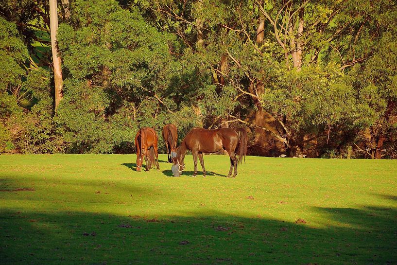Golden hour horses by Frank's Awesome Travels