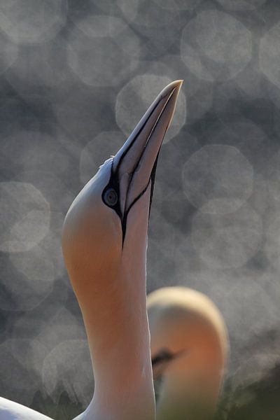 Jan-van-genten Helgoland Eiland Duitsland van Frank Fichtmüller