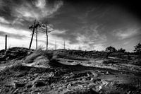 verbrannte Düne Schoorl