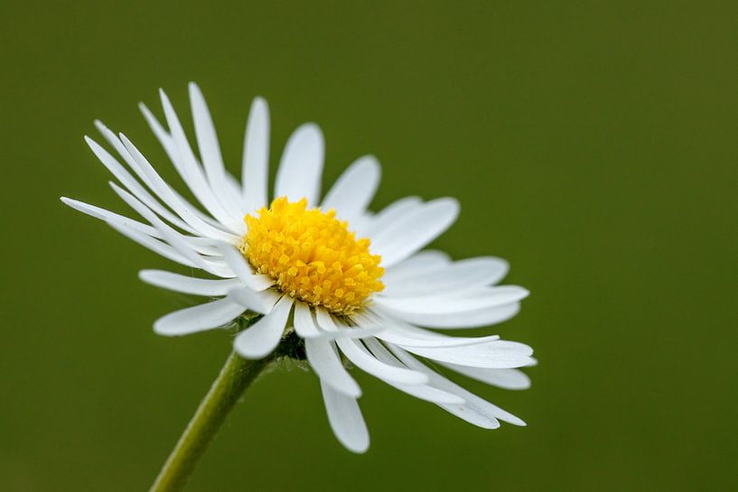 Die Blüte des Gänseblümchens von Roland Brack